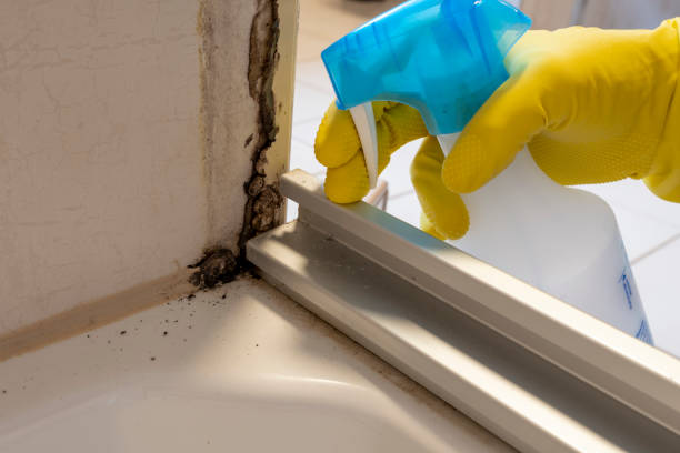 Best Residential Mold Remediation in Madison Park, NJ