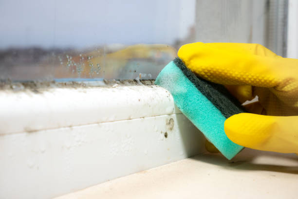 Best Kitchen Mold Remediation in Madison Park, NJ