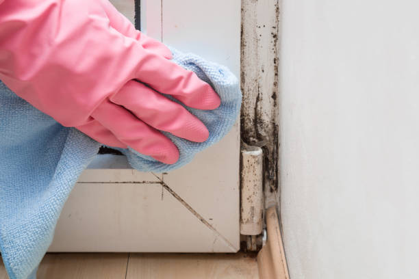 Best Preventive Mold Services in Madison Park, NJ