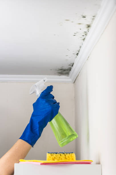 Best Post-Flood Mold Remediation in Madison Park, NJ